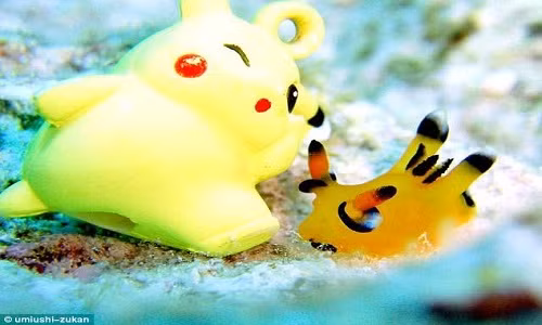 Sên biển giống hệt Pikachu gây sốt ở Nhật 
