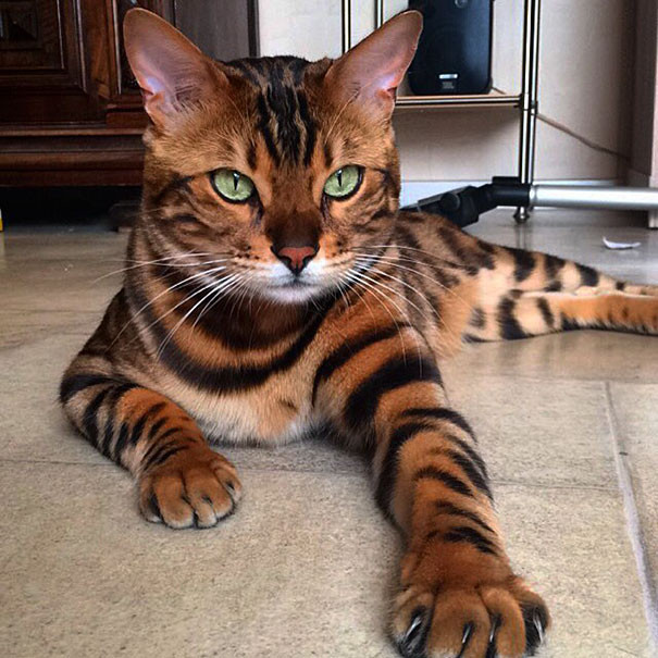 Phát cuồng với chú mèo bengal đẹp tựa thiên thần
