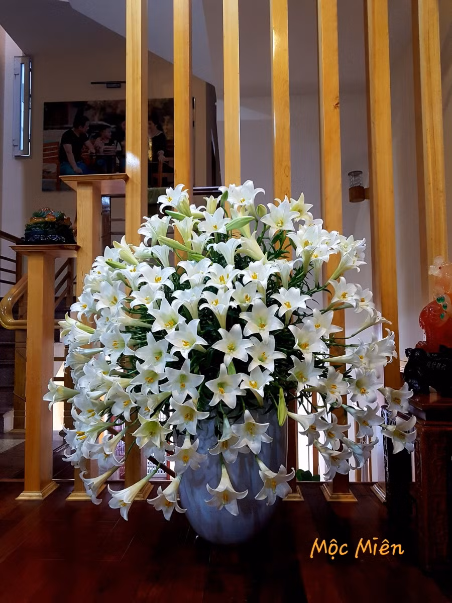 Loa kèn trắng còn là biểu tượng của sự thanh khiết, trong trắng.