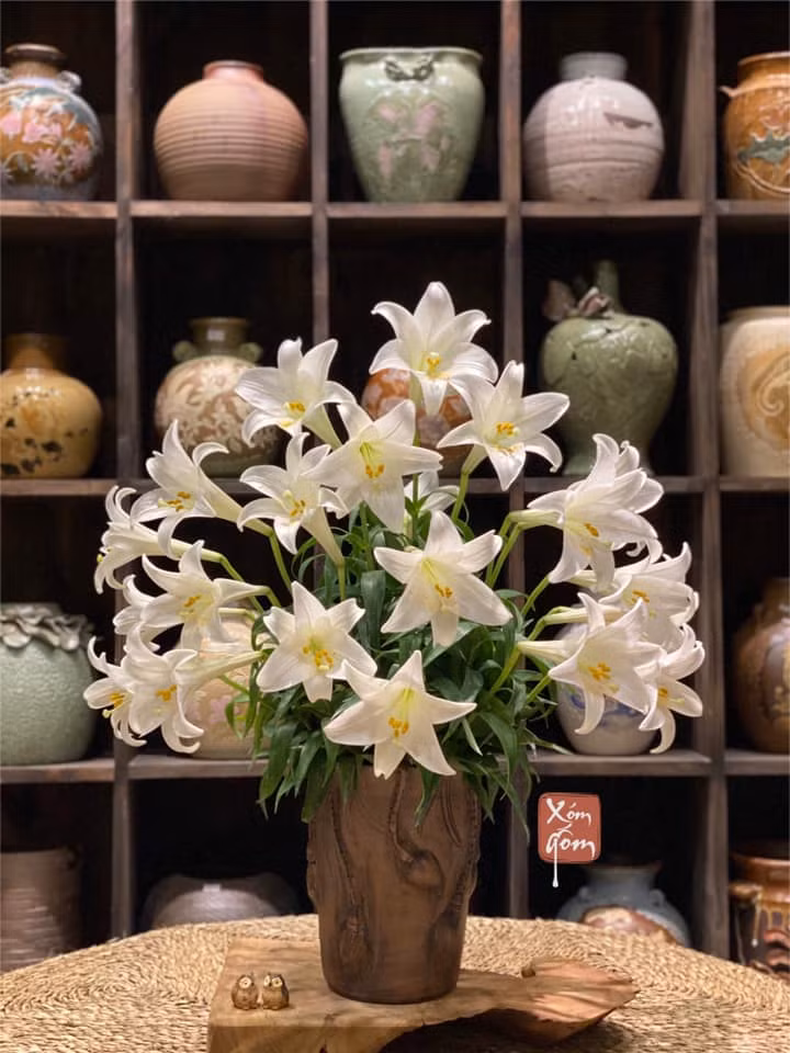 Kèn ta mềm mại nở căng bông