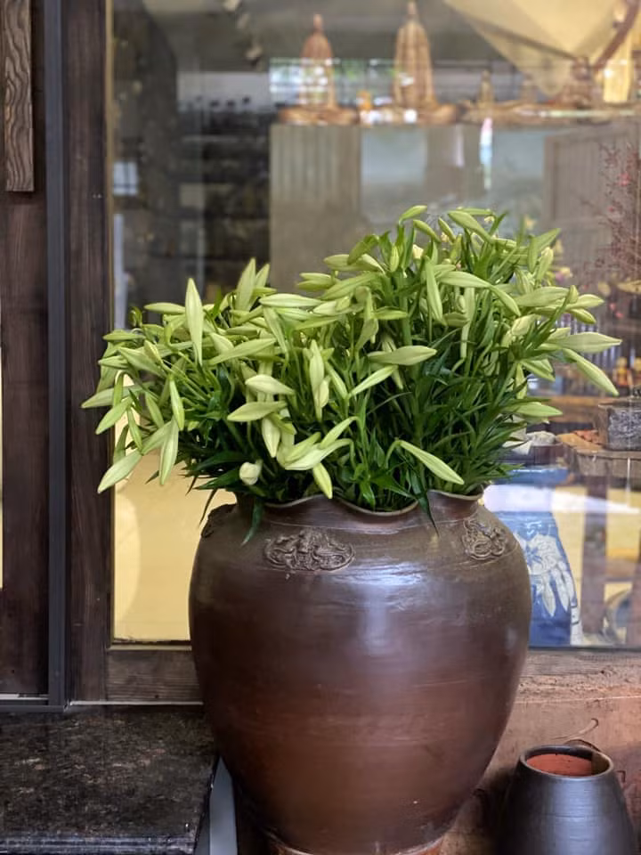 Hoa mua về tuốt lá cắt gốc và cho vào ngâm nước có dưỡng hoa (nước 2/3 bình này)