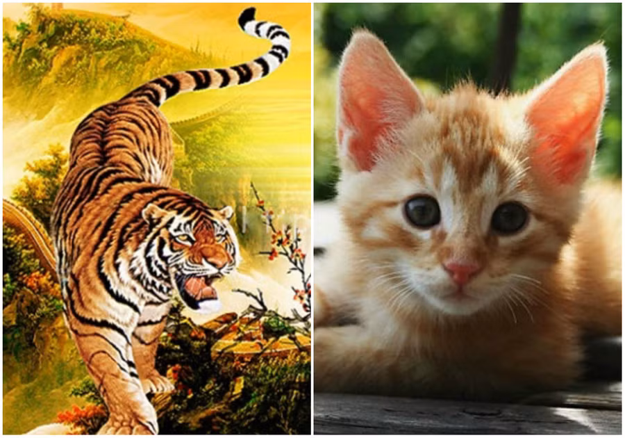 Những con giáp luôn khắc khẩu nhưng là cặp đôi hoàn hảo trong hợp tác làm ăn ảnh 2