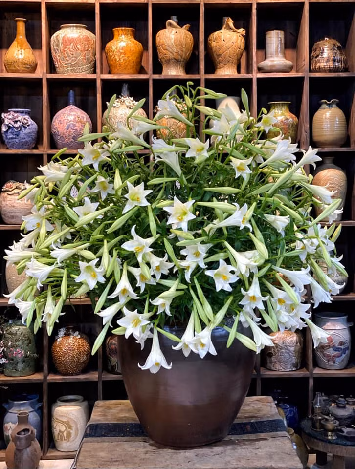 Kèn chùm 300 bông