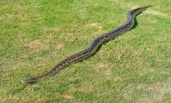 Những kỷ lục lớn nhất trong thế giới loài vật ảnh 5