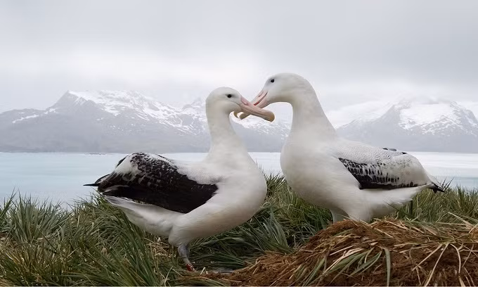 Những kỷ lục lớn nhất trong thế giới loài vật ảnh 1