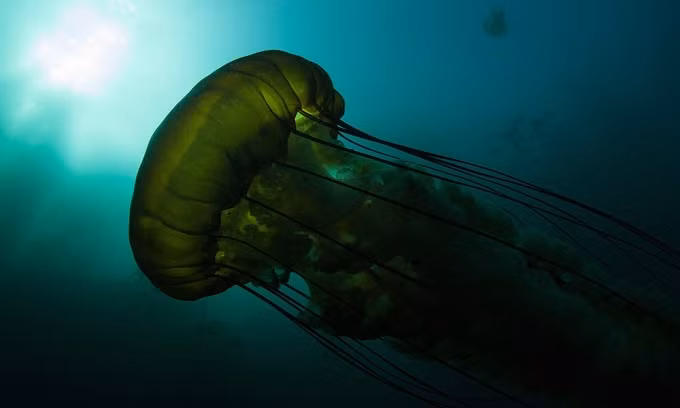 Những kỷ lục lớn nhất trong thế giới loài vật ảnh 9