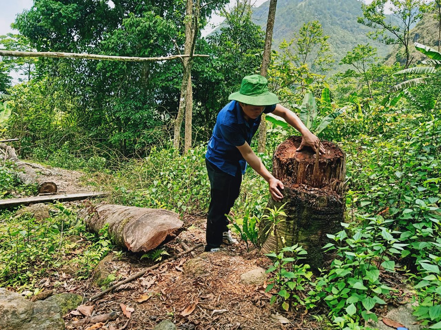 Cây gỗ bị chặt hạ để phục vụ mục đích dựng lán trại ở "bãi vàng ông Hưởng". Cây gỗ bị chặt hạ để phục vụ mục đích dựng lán trại ở "bãi vàng ông Hưởng".