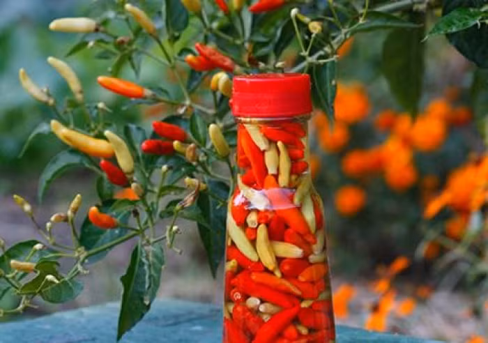 lam ot ngam giam vua ngon lai an toan gap van di mua