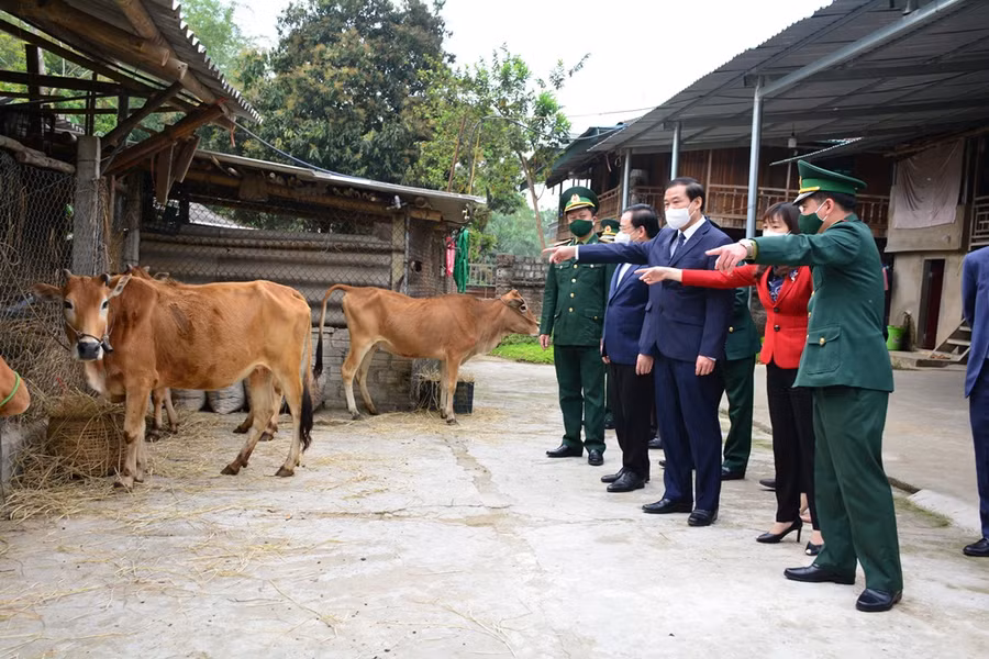 Trao bò giống cho hộ gia đình nghèo