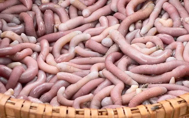 7 loai "son hao hai vi" ma chi co vua chua thoi xua duoc thuong thuc hinh anh 9