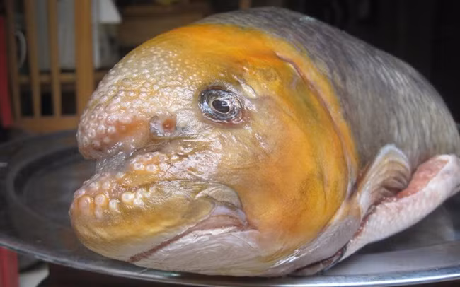 7 loai "son hao hai vi" ma chi co vua chua thoi xua duoc thuong thuc hinh anh 1