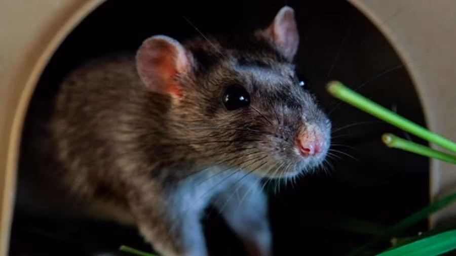 Mẹo diệt chuột bằng khoai tây vô cùng độc đáo