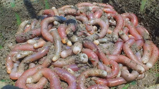 7 loai "son hao hai vi" ma chi co vua chua thoi xua duoc thuong thuc hinh anh 10