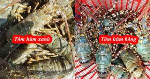 Đua nhau “giải cứu tôm hùm“: Mách bạn cách phân biệt các loại tôm hùm kẻo mua “hớ“