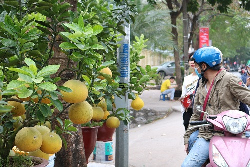 Tuy nhiên, ở thời điểm này lượng người đi mua cũng chưa thực sự đông nên thị trường bưởi có phần kém sôi động hơn so với đào và quất. Thế nhưng những người bán bưởi có kinh nghiệm thì luôn tin tưởng rằng thời điểm từ 15 âm lịch trở đi mới là lúc người bán bận rộn nhất.