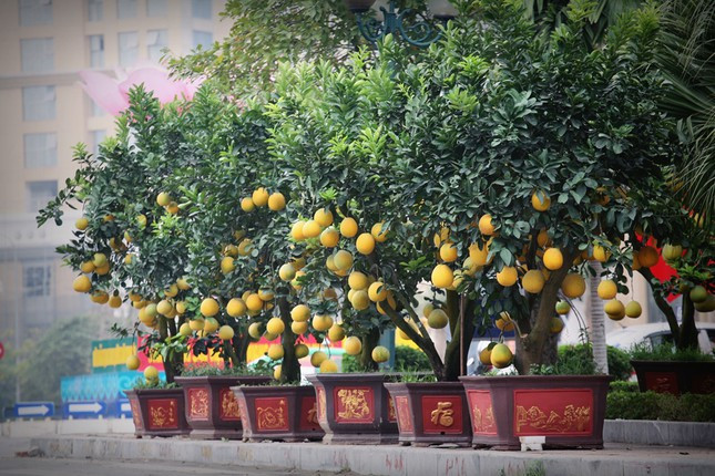 Đối với những cây to, những người bán tại đây đều đưa ra mức giá từ 20-50 triệu đồng/cây.