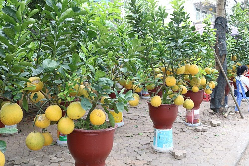 Mỗi người chơi bưởi đều có cách cảm nhận vẻ đẹp khác nhau. Tuy nhiên, một cây bưởi cảnh đẹp đều có tiêu chí chung là tán tròn, nhiều quả, sắc quả chín vàng, cây xanh tốt đầy đủ chồi, lộc, hoa tượng trưng cho tài lộc, sự sung túc sinh sôi nảy nở…Một cây bưởi nhỏ tại đây sẽ được rao bán với giá từ 3,5 triệu - 4 triệu đồng.