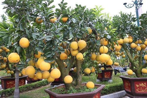 Theo anh Ngọc - chủ một vườn bưởi cảnh cho biết, tiêu chuẩn đánh giá những cây bưởi cảnh chất lượng thường dựa vào tuổi thọ cây, thế cây đẹp, lạ mắt, nhiều quả thật, nhiều lá xanh, khả năng sinh trưởng tốt. Bưởi cảnh giá “khủng” thường là những cây bưởi cổ thụ có tuổi đời từ 20 năm trở lên, đây là loại cây được nhiều người yêu thích và săn đón vào dịp Tết.
