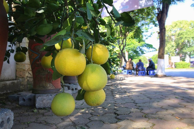 Dù là cây lớn hay nhỏ cũng đều sai trĩu quả, cực kỳ bắt mắt. Đặc biệt những cây bưởi thế Tam Đa tượng trưng cho ba ông Phúc – Lộc – Thọ thường để cho thuê với giá vài chục triệu chứ không bán.