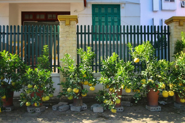 Không ít người dân ngang qua đây, đều phải trầm trồ trước những cây bưởi cảnh đẹp mắt phục vụ người dân chơi Tết.