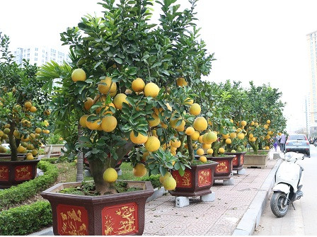 Cây nhỏ thường cao từ 60-80cm, cây lớn cao đến 2m, đường kính tán lá từ 2-2,5m. Mỗi nhà vườn lại có một bí quyết riêng để tạo nên những cây bưởi cảnh sai quả, chín đều màu và đâm chồi nảy lộc đúng độ xuân về. Nhiều cây cao lớn phải vận chuyển bằng xe cẩu và chi phí vận chuyển mỗi gốc bưởi như vậy không dưới tiền triệu.