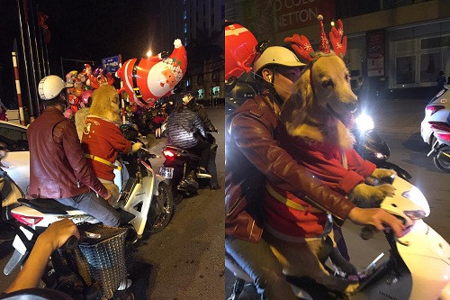 Gấu không có nhưng chó dứt khoát phải có một con.