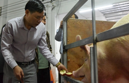 năm kỷ hợi, về thăm ngôi làng rước "ông lợn" đi bằng kiệu hình 2 nam ky hoi, ve tham ngoi lang ruoc "ong lon" di bang kieu hinh 2