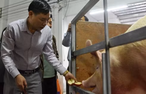 nam ky hoi, ve tham ngoi lang ruoc "ong lon" di bang kieu hinh 2