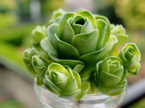 chuyen gia phong thuy tiet lo loai cay canh tet mang lai may man cho 12 con giap - 11