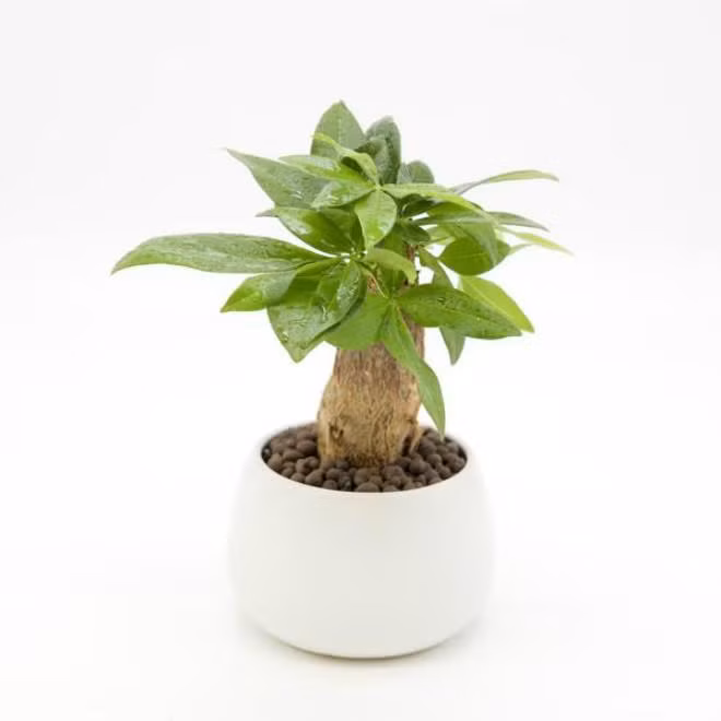 chuyen gia phong thuy tiet lo loai cay canh tet mang lai may man cho 12 con giap - 12