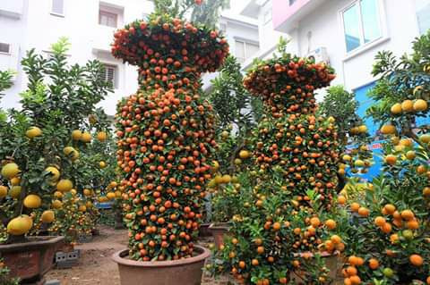 Cần gì bình nữa.