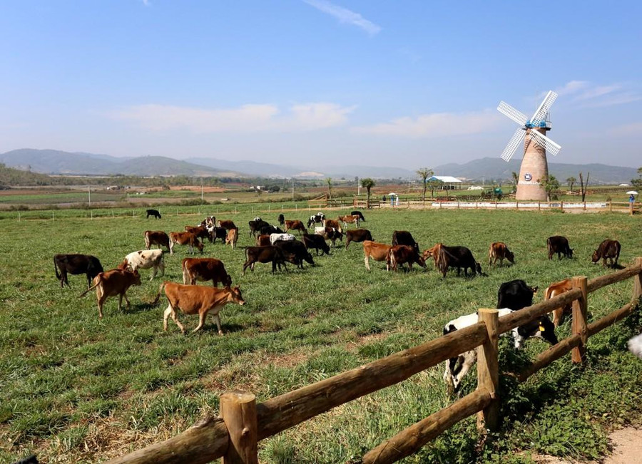 Trang trại bò sữa Vinamilk Organic Đà Lạt Trang trại bò sữa Vinamilk Organic Đà Lạt