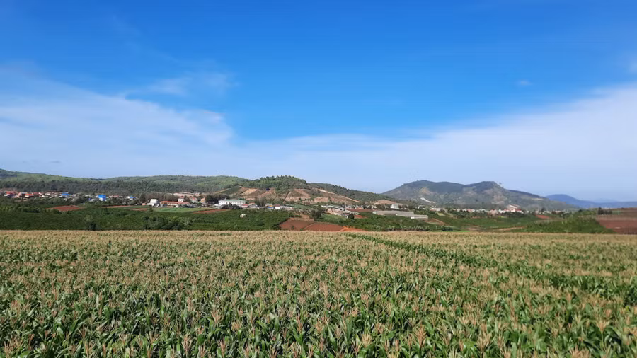 Cánh đồng bắp tươi tốt tại trang trại Vinamilk Đà Lạt sau 3 năm cải tạo, phục hồi đất