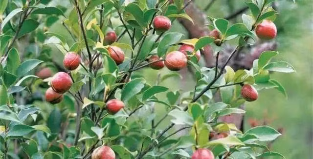 Loại cây có đầy ở Việt Nam, sang TQ được bán giá gần gấp 50 lần-1