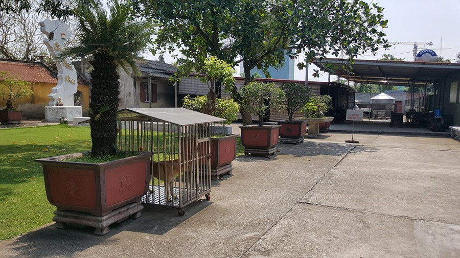 Trong chùa có nuôi chó dữ Trụ trì chùa Trung Hành dọa thả chó cắn nát mặt phật tử?