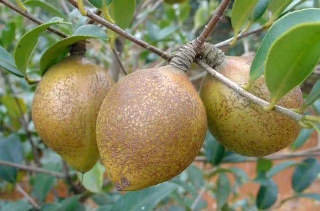 Loại cây có đầy ở Việt Nam, sang TQ được bán giá gần gấp 50 lần-2