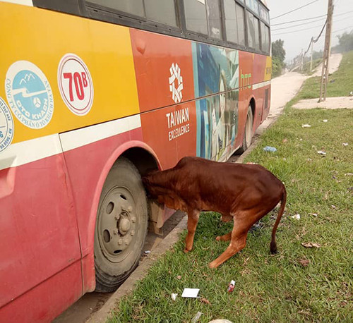 Chiếc xe buýt đỗ ở lề đường,con bò đến chui vào bánh trước và bị mắc kẹt.
