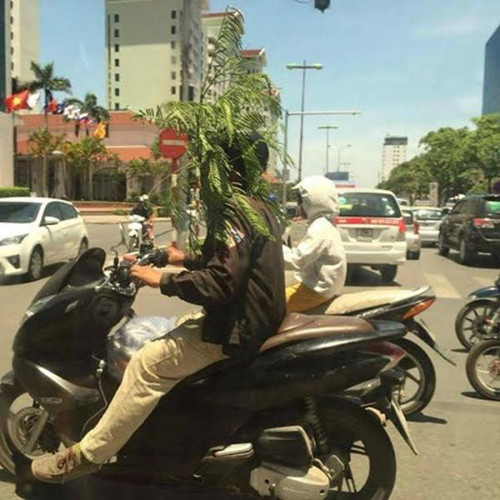 Bí kíp chống nóng ngày hè ảnh 10 Tiện tay hái một cành cây bên đường.