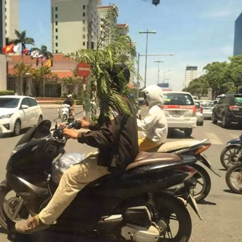 Tiện tay hái một cành cây bên đường.