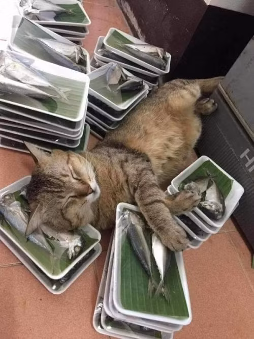 Giấc mơ có thật.