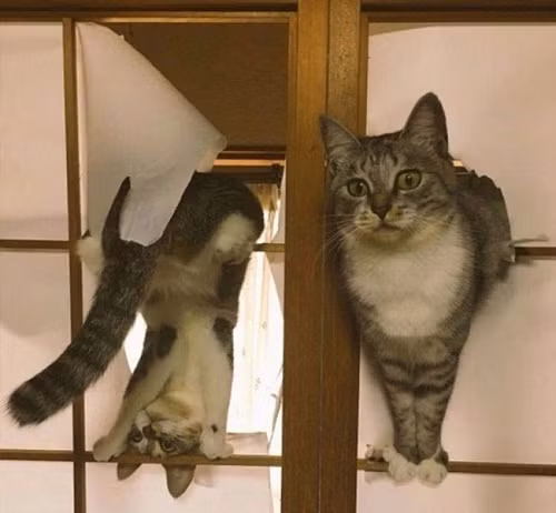 Không gì ngăn được sự phá hoại của mèo.