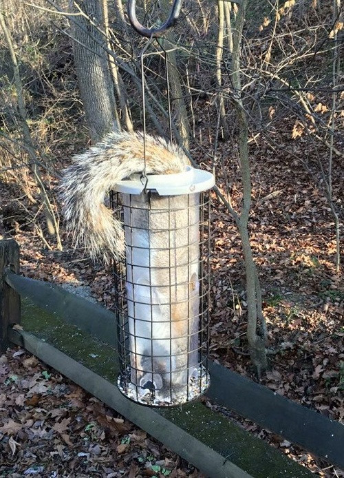 Chui đầu vào rọ.