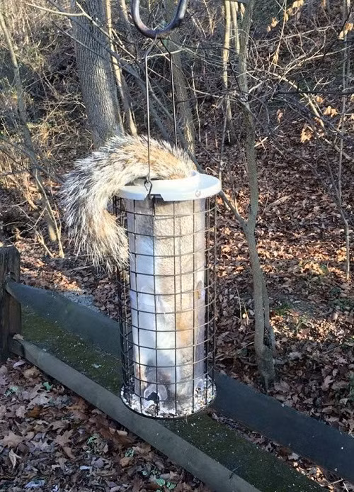 Chui đầu vào rọ.