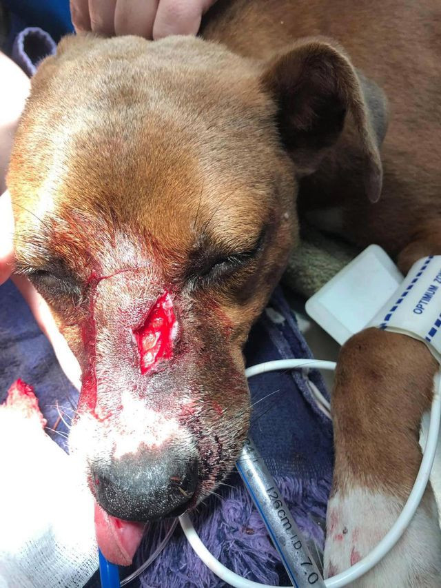 Loca vẫn còn vết thương hở nhưng tình trạng đã dần ổn định Loca vẫn còn vết thương hở nhưng tình trạng đã dần ổn định