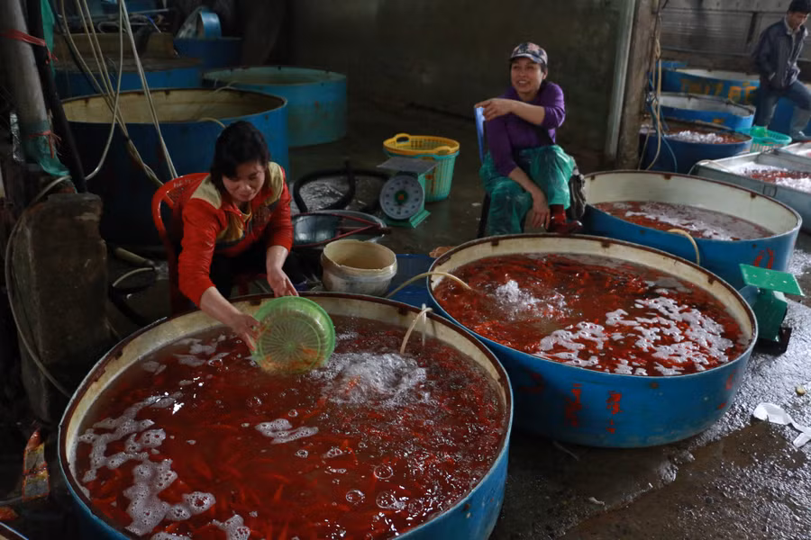 Rất nhiều tiểu thương từ các tỉnh khác như: Thanh Hóa, Ninh Bình, Hưng Yên... đã có mặt tại chợ để mua buôn về bán lẻ lại cho người dân