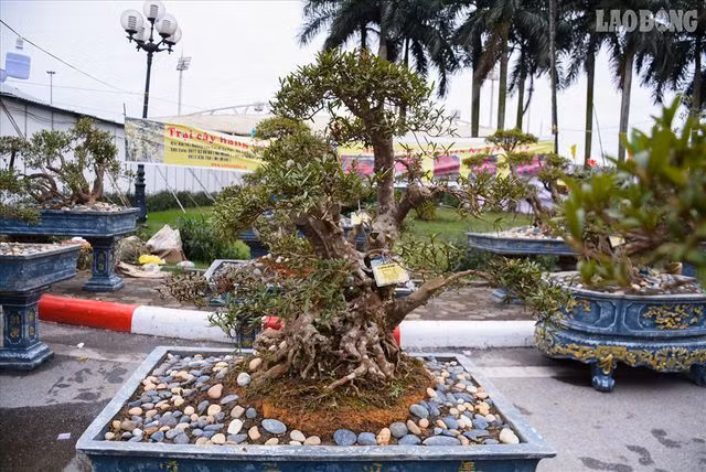 Đỗ quyên 400 tuổi gần 1 tỷ đồng, đào Thất Thốn nhiều tuổi hơn chủ - 1