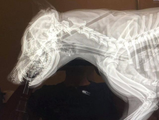 X-quang cho thấy mũi tên xuyên qua hộp sọ của cô chó nhỏ X-quang cho thấy mũi tên xuyên qua hộp sọ của cô chó nhỏ