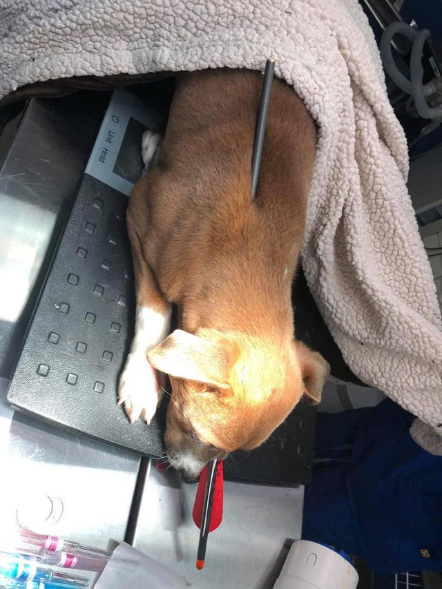 Loca được một nữ cảnh sát nhận nuôi cách đây không lâu Loca được một nữ cảnh sát nhận nuôi cách đây không lâu