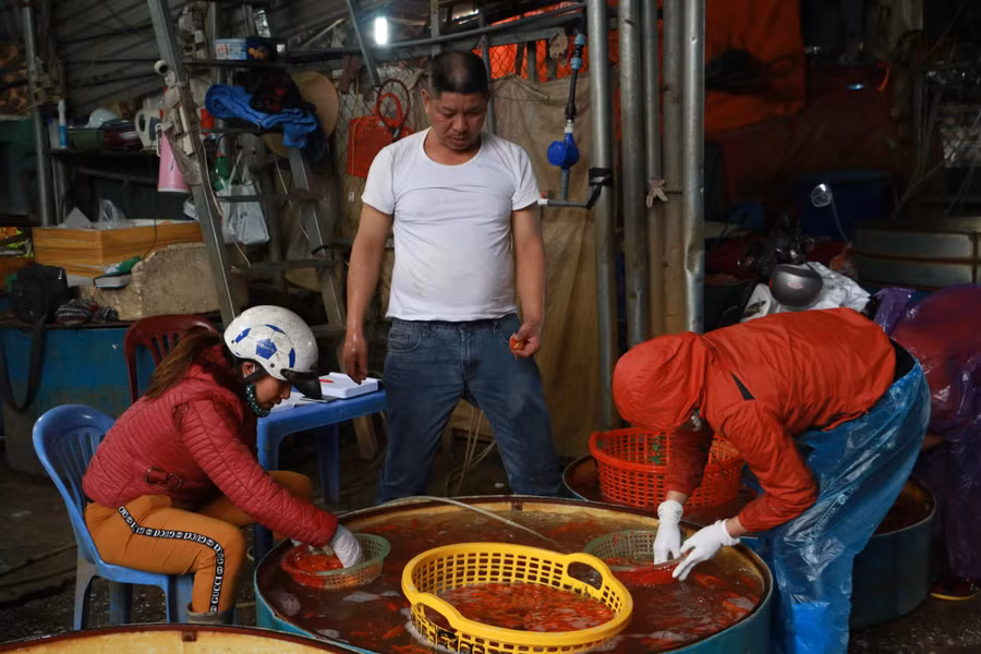 Theo nhiều tiểu thương tại chợ cho biết, tất cả các xe ô tô tải chở cá chép ngay khi đến chợ đã lập tức được các tiểu thương nhập hết.