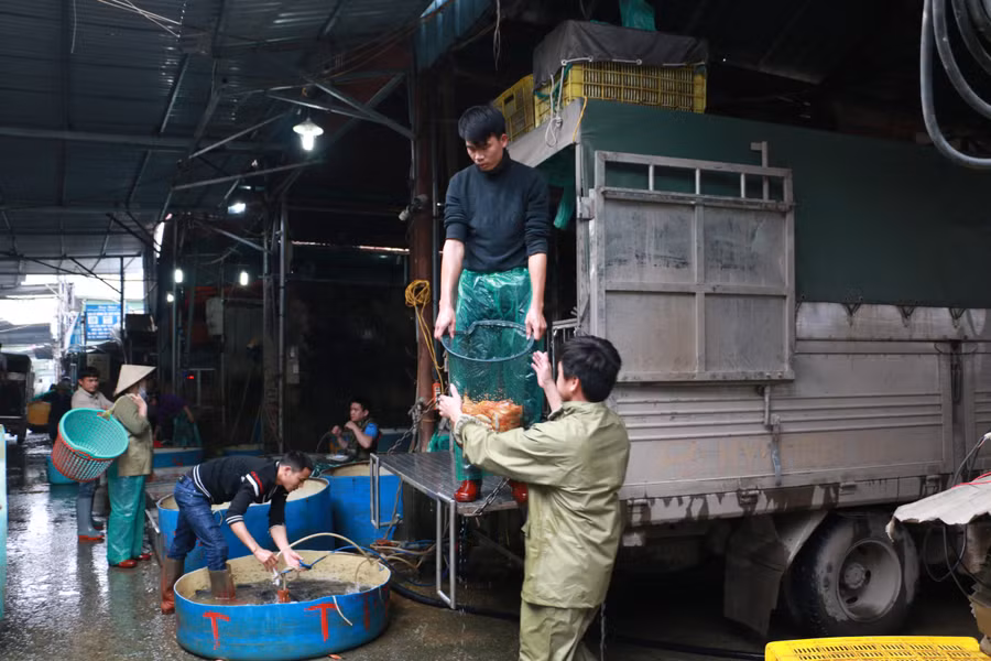 Từ 3-4h sáng, khi các xe ô tô chở cá chép từ nhiều tỉnh thành như: Nam Định, Phú Thọ... vận chuyển về chợ thì hoạt động mua/bán lại diễn ra tấp nập.